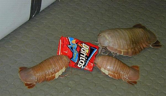 The Zoology of Isopods: Evolutionary Marvels of the Crustacean World